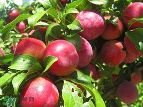 ?油桃是發(fā)物嗎？?油桃是不是發(fā)物？