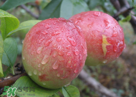 ?油桃是發(fā)物嗎？?油桃是不是發(fā)物？