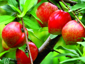 ?油桃是發(fā)物嗎？?油桃是不是發(fā)物？