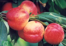 油桃是嫁接的嗎？油桃是什么嫁接的？