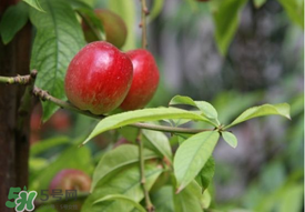 油桃是嫁接的嗎？油桃是什么嫁接的？