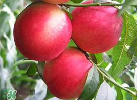 油桃是嫁接的嗎？油桃是什么嫁接的？