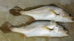 小孩能吃黃唇魚嗎？小孩吃黃唇魚好嗎？