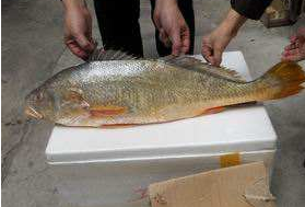 小孩能吃黃唇魚嗎？小孩吃黃唇魚好嗎？