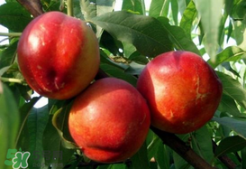 油桃和芒果可以一起吃嗎？芒果和油桃能一起吃嗎？