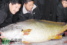 寶寶能吃金錢鳘嗎？金錢鳘寶寶吃了好嗎？