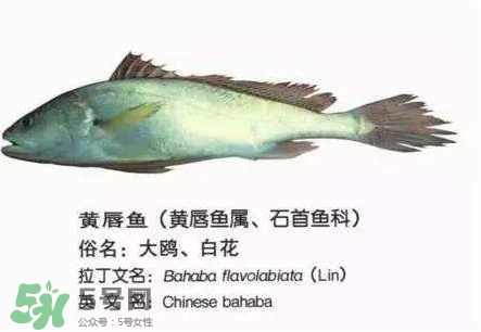 寶寶能吃金錢鳘嗎？金錢鳘寶寶吃了好嗎？