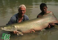 寶寶能吃金錢鳘嗎？金錢鳘寶寶吃了好嗎？