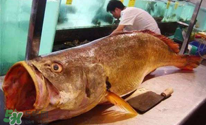 寶寶能吃金錢鳘嗎？金錢鳘寶寶吃了好嗎？