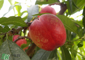 油桃和牛奶能一起吃嗎？喝完牛奶能吃油桃嗎？