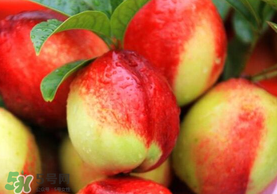 油桃和香蕉能一起吃嗎？油桃能和香蕉一起吃嗎？