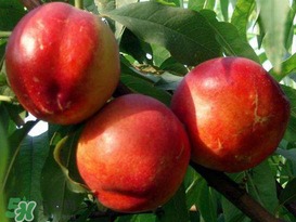 油桃和香蕉能一起吃嗎？油桃能和香蕉一起吃嗎？