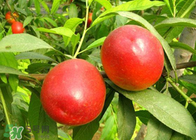 油桃和香蕉能一起吃嗎？油桃能和香蕉一起吃嗎？