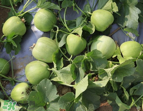 甜瓜吃多了會怎么樣？甜瓜吃多了會胖嗎？