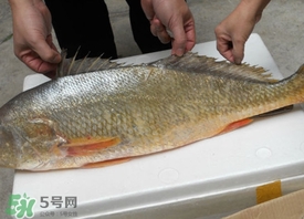 黃唇魚是不是黃花魚？黃唇魚和黃花魚的區(qū)別