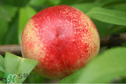 吃油桃需要削皮嗎？吃油桃剝皮吃還是不剝？