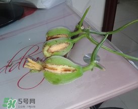 香瓜裂口怎么回事？香瓜裂了怎么辦？