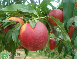 油桃怎么保存？油桃怎么保鮮？