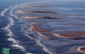 金錢鳘是哪里原產(chǎn)的？金錢鳘的產(chǎn)地在哪里