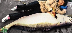 金錢鳘可以人工養(yǎng)殖嗎？黃唇魚為什么難養(yǎng)殖