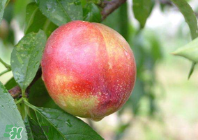 油桃可以榨汁嗎？油桃怎么榨汁？