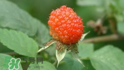 空心泡是否就是覆盆子？覆盆子是水果嗎