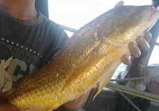 金錢鳘可以人工養(yǎng)殖嗎？黃唇魚為什么難養(yǎng)殖