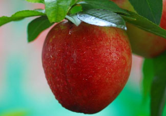 油桃什么人不能吃？油桃的禁忌