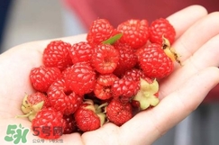 覆盆子哪里有賣？覆盆子多少錢一斤？