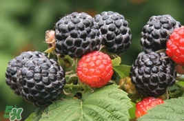 覆盆子是什么？覆盆子是樹(shù)莓嗎