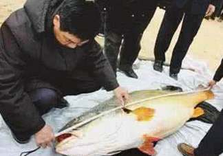 黃唇魚魚鰾真的那么神？黃唇魚魚鰾真實藥用價值