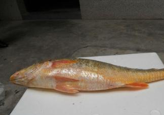 黃唇魚是海魚嗎？黃唇魚是海鮮嗎