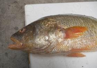 黃唇魚魚鰾能救命？黃唇魚魚鰾可以救命？