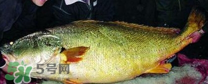 黃唇魚為什么那么有價(jià)值？黃唇魚的價(jià)值