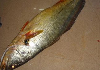 金錢鳘是什么？金錢鳘怎么讀？