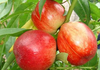 油桃可以榨汁嗎？油桃怎么榨汁？