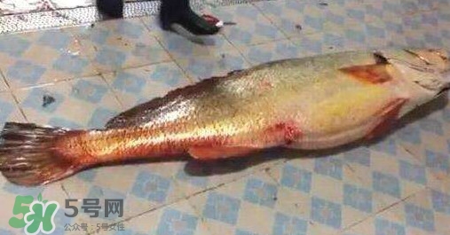 金錢鳘是什么？金錢鳘怎么讀？