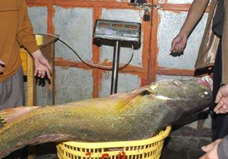 金錢鳘是保護動物嗎？金錢鳘是國家保護動物嗎