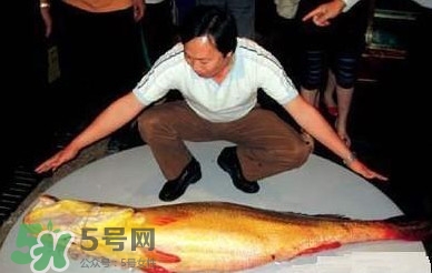 黃唇魚魚鰾能救命？黃唇魚魚鰾可以救命？