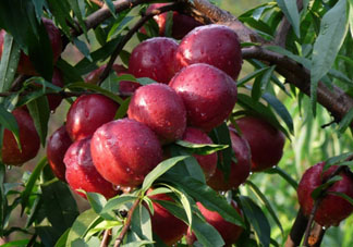 ?油桃是發(fā)物嗎？?油桃是不是發(fā)物？