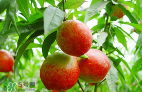 油桃可以榨汁嗎？油桃怎么榨汁？