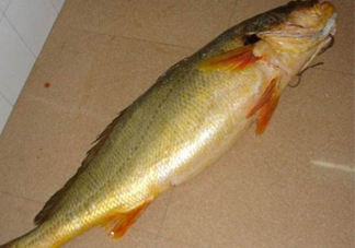 怎么鑒別金錢鳘魚膠？金錢鳘魚膠如何分辨真?zhèn)?><p><strong>怎么鑒別金錢鳘魚膠？金錢鳘魚膠如何分辨真?zhèn)?/strong></p></a></li> <li><a href=