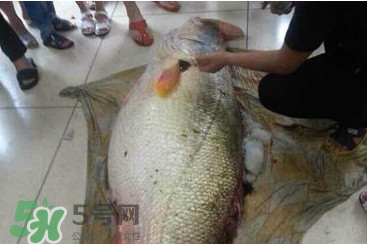 黃唇魚為什么貴？黃唇魚有什么藥用價(jià)值？