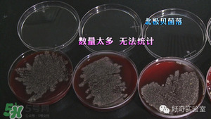 三文魚有刺嗎？三文魚的刺怎么處理