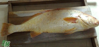 黃唇魚怎么做？黃唇魚怎么保存