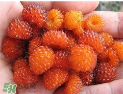 空心泡是否就是覆盆子？覆盆子是水果嗎