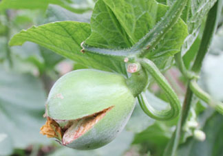 香瓜裂口怎么回事？香瓜裂了怎么辦？