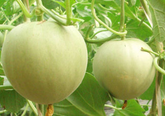 甜瓜為什么坐不住瓜？香瓜坐不住瓜的原因