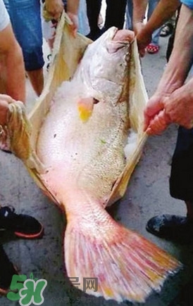 黃唇魚魚鰾真的那么神？黃唇魚魚鰾真實藥用價值