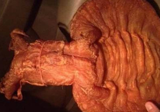 黃唇魚魚鰾是什么？魚鰾是魚的哪個部位